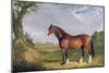 A Clydesdale Stallion, 1820-John Frederick Herring I-Mounted Giclee Print