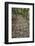 A Cobble Stone Path Leading Through the Grounds of Kasuga Taisha Shrine in Nara, Japan-Paul Dymond-Framed Photographic Print