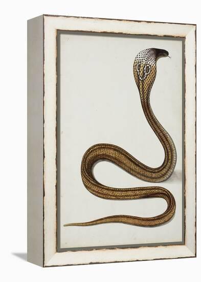 A Cobra (Maja Tripudians) with Hood Spread, 1785-89-null-Framed Premier Image Canvas