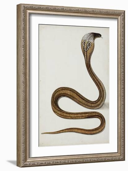 A Cobra (Maja Tripudians) with Hood Spread, 1785-89-null-Framed Giclee Print