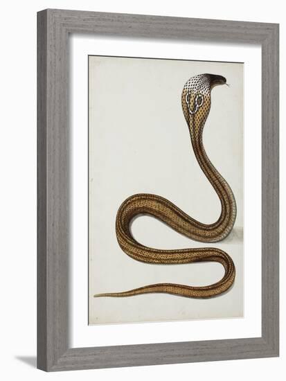 A Cobra (Maja Tripudians) with Hood Spread, 1785-89-null-Framed Giclee Print
