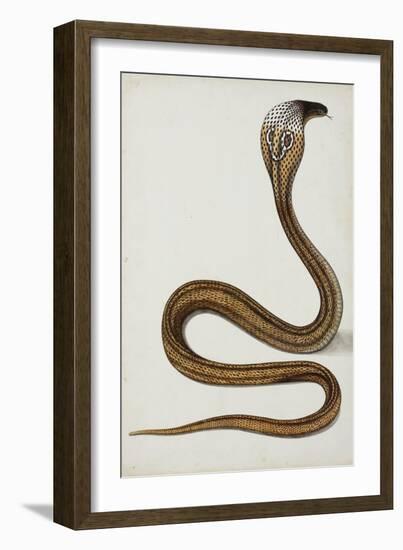 A Cobra (Maja Tripudians) with Hood Spread, 1785-89-null-Framed Giclee Print