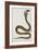 A Cobra (Maja Tripudians) with Hood Spread, 1785-89-null-Framed Giclee Print