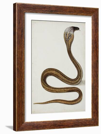 A Cobra (Maja Tripudians) with Hood Spread, 1785-89-null-Framed Giclee Print