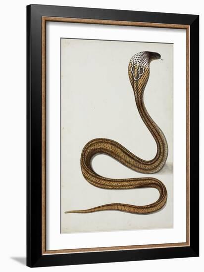 A Cobra (Maja Tripudians) with Hood Spread, 1785-89-null-Framed Giclee Print