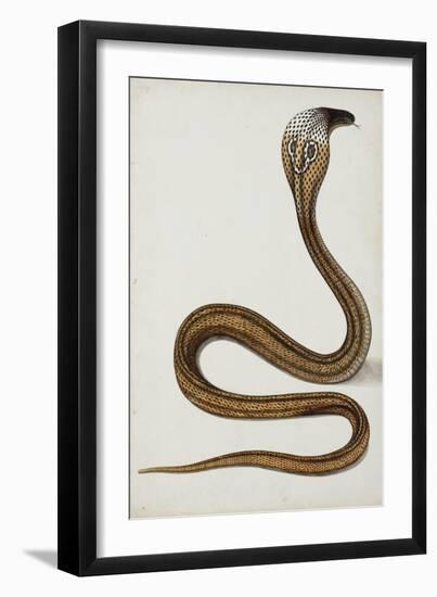 A Cobra (Maja Tripudians) with Hood Spread, 1785-89-null-Framed Giclee Print