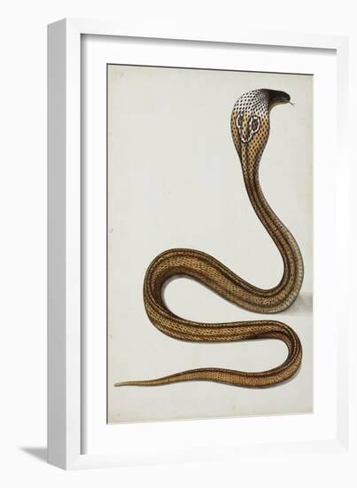 A Cobra (Maja Tripudians) with Hood Spread, 1785-89-null-Framed Giclee Print