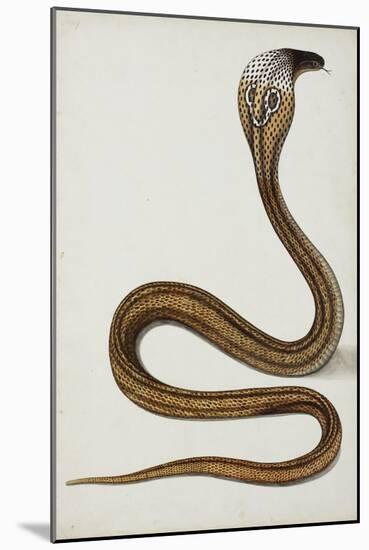 A Cobra (Maja Tripudians) with Hood Spread, 1785-89-null-Mounted Giclee Print