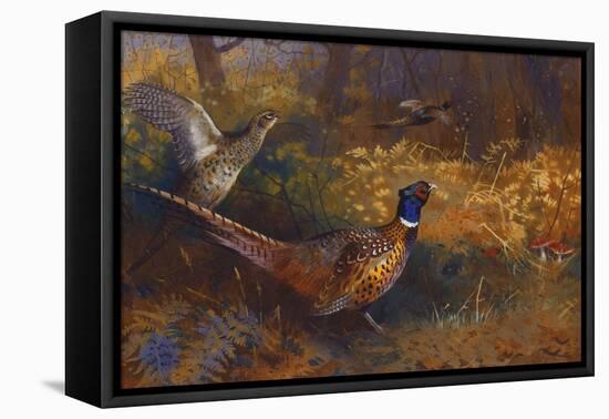 A Cock and Hen Pheasant at the Edge of a Wood, 1897-Archibald Thorburn-Framed Premier Image Canvas