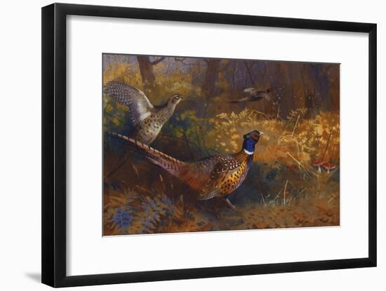 A Cock and Hen Pheasant at the Edge of a Wood-Archibald Thorburn-Framed Giclee Print