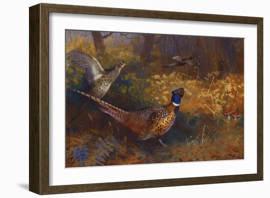 A Cock and Hen Pheasant at the Edge of a Wood-Archibald Thorburn-Framed Giclee Print