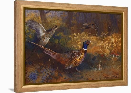 A Cock and Hen Pheasant at the Edge of a Wood-Archibald Thorburn-Framed Premier Image Canvas