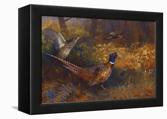 A Cock and Hen Pheasant at the Edge of a Wood-Archibald Thorburn-Framed Premier Image Canvas