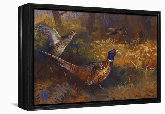 A Cock and Hen Pheasant at the Edge of a Wood-Archibald Thorburn-Framed Premier Image Canvas