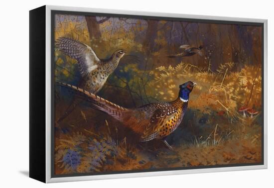 A Cock and Hen Pheasant at the Edge of a Wood-Archibald Thorburn-Framed Premier Image Canvas