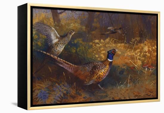 A Cock and Hen Pheasant at the Edge of a Wood-Archibald Thorburn-Framed Premier Image Canvas