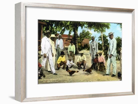 A Cock Fight, Puerto Rico, 1909-null-Framed Giclee Print