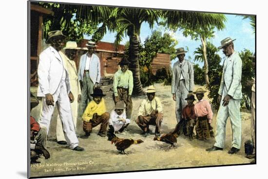 A Cock Fight, Puerto Rico, 1909-null-Mounted Giclee Print