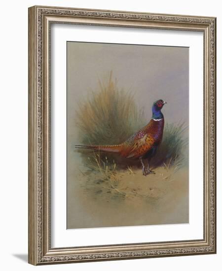 A Cock Pheasant-Archibald Thorburn-Framed Giclee Print