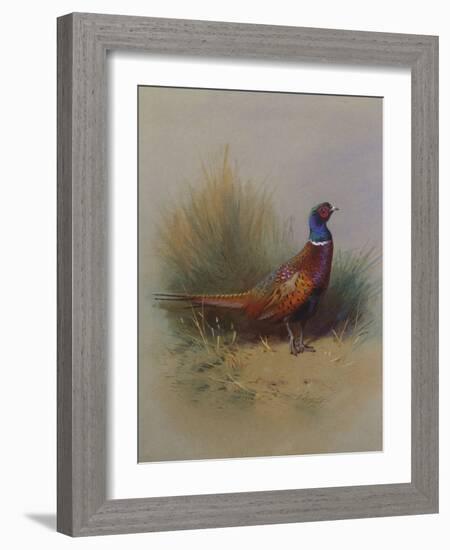 A Cock Pheasant-Archibald Thorburn-Framed Giclee Print