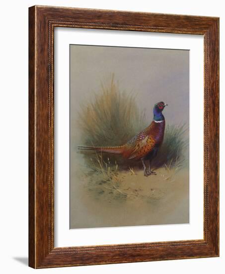 A Cock Pheasant-Archibald Thorburn-Framed Giclee Print