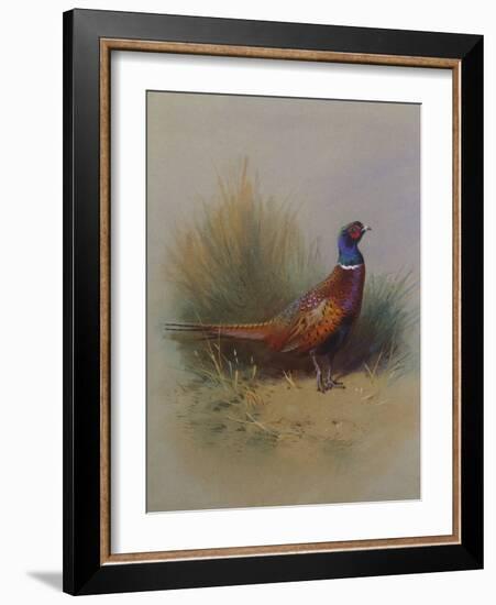 A Cock Pheasant-Archibald Thorburn-Framed Giclee Print