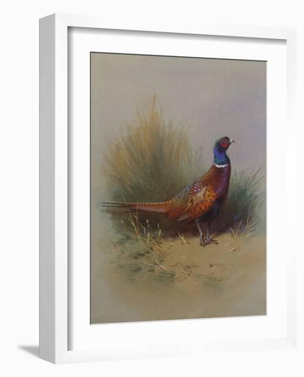 A Cock Pheasant-Archibald Thorburn-Framed Giclee Print