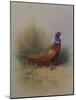 A Cock Pheasant-Archibald Thorburn-Mounted Giclee Print