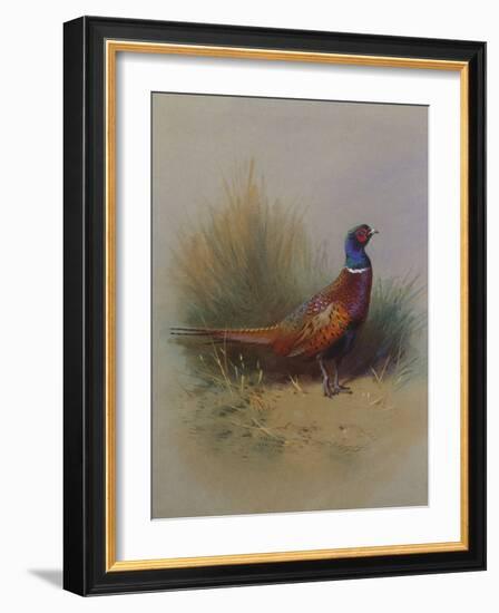 A Cock Pheasant-Archibald Thorburn-Framed Giclee Print