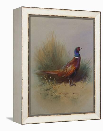 A Cock Pheasant-Archibald Thorburn-Framed Premier Image Canvas