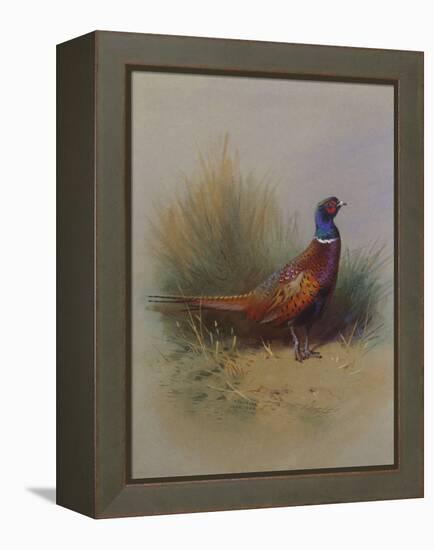 A Cock Pheasant-Archibald Thorburn-Framed Premier Image Canvas