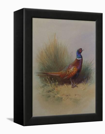 A Cock Pheasant-Archibald Thorburn-Framed Premier Image Canvas