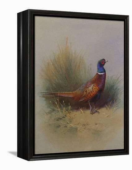 A Cock Pheasant-Archibald Thorburn-Framed Premier Image Canvas