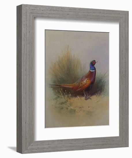 A Cock Pheasant-Archibald Thorburn-Framed Giclee Print