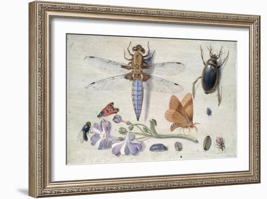 A Cockchafer, Beetle, Woodlice and Other Insects, with a Sprig of Auricula, Early 1650S-Jan van Kessel-Framed Giclee Print