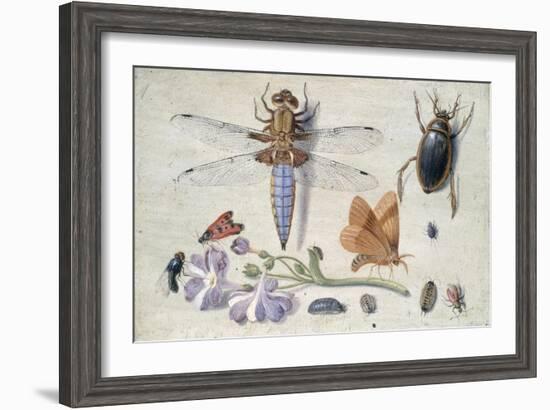 A Cockchafer, Beetle, Woodlice and Other Insects, with a Sprig of Auricula, Early 1650S-Jan van Kessel-Framed Giclee Print