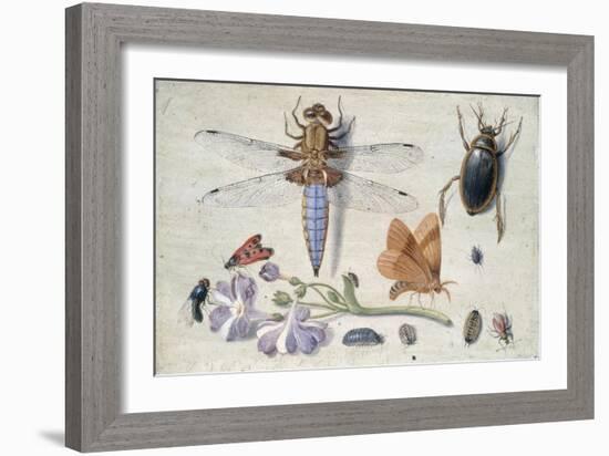 A Cockchafer, Beetle, Woodlice and Other Insects, with a Sprig of Auricula, Early 1650S-Jan van Kessel-Framed Giclee Print