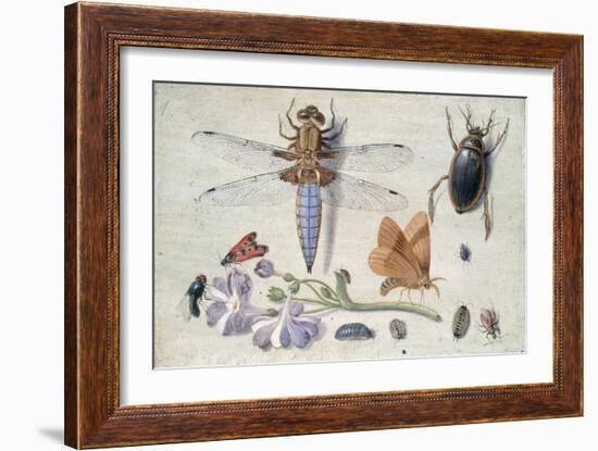 A Cockchafer, Beetle, Woodlice and Other Insects, with a Sprig of Auricula, Early 1650S-Jan van Kessel-Framed Giclee Print