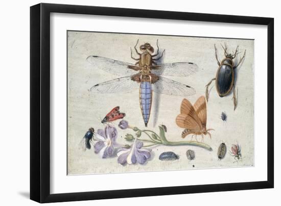 A Cockchafer, Beetle, Woodlice and Other Insects, with a Sprig of Auricula, Early 1650S-Jan van Kessel-Framed Giclee Print