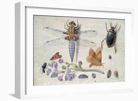 A Cockchafer, Beetle, Woodlice and Other Insects, with a Sprig of Auricula, Early 1650S-Jan van Kessel-Framed Giclee Print