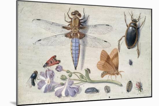 A Cockchafer, Beetle, Woodlice and Other Insects, with a Sprig of Auricula, Early 1650S-Jan van Kessel-Mounted Giclee Print