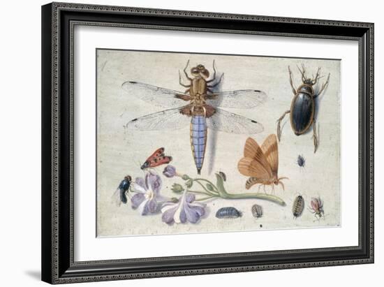 A Cockchafer, Beetle, Woodlice and Other Insects, with a Sprig of Auricula, Early 1650S-Jan van Kessel-Framed Giclee Print