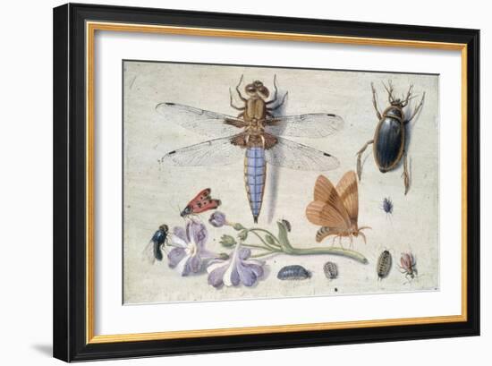 A Cockchafer, Beetle, Woodlice and Other Insects, with a Sprig of Auricula, Early 1650S-Jan van Kessel-Framed Giclee Print