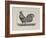 A Cockerel.-Thomas Bewick-Framed Giclee Print