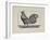 A Cockerel.-Thomas Bewick-Framed Giclee Print