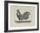 A Cockerel.-Thomas Bewick-Framed Giclee Print