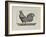 A Cockerel.-Thomas Bewick-Framed Giclee Print