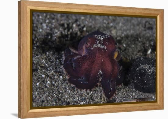 A Coconut Octopus Crawls across the Sandy Seafloor-Stocktrek Images-Framed Premier Image Canvas