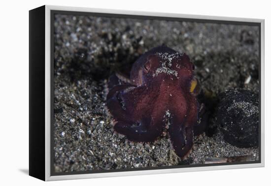 A Coconut Octopus Crawls across the Sandy Seafloor-Stocktrek Images-Framed Premier Image Canvas