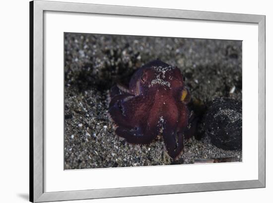 A Coconut Octopus Crawls across the Sandy Seafloor-Stocktrek Images-Framed Photographic Print